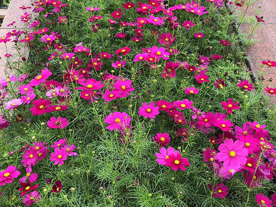 当阳市花草租摆|前台植物